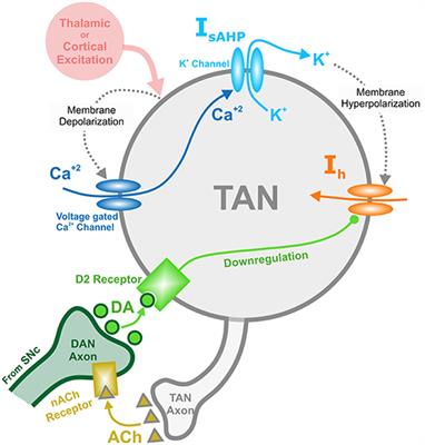 The Functional Role of Striatal Cholinergic Interneurons in Reinforcement Learning From Computational Perspective